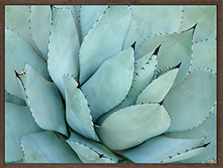 Agave Detail Iv Frame Retail Blackbook